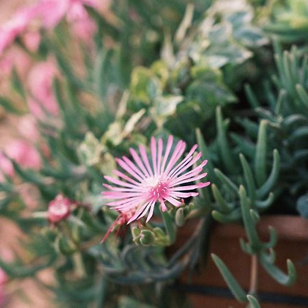 Comecasa Flowery Terraced Apartment Milano Dış mekan fotoğraf